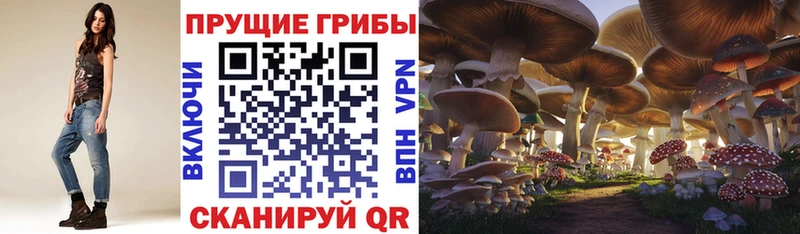 Галлюциногенные грибы Psilocybe Армавир